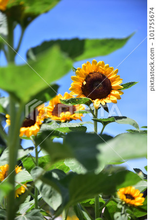 Sunflower in full bloom, summer image Sunflower in full bloom, summer image 101755674