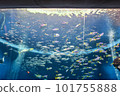 Aquarium tank with lots of fish 101755888