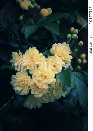 Rustic and adorable yellow Mokkou rose 101755954