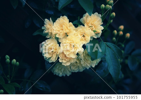 Small, pale yellow Mokkou rose 101755955