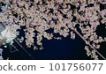 Snow cherry light up at night 101756077