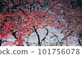 Snow cherry light up at night 101756078