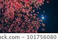 Snow cherry light up at night 101756080