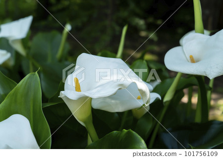 White flower of color White flower of color 101756109