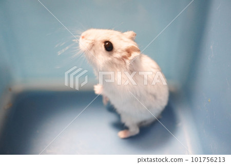 一隻可愛的 Djungarian 倉鼠側身看著某物的照片 101756213