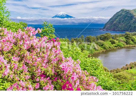 (Shizuoka Prefecture) Mt. Fuji seen from Nishiizu Ida with azaleas (Shizuoka Prefecture) Mt. Fuji seen from Nishiizu Ida with azaleas 101756222