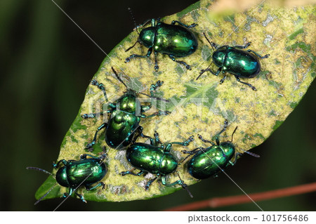 生物:昆蟲:巨型綠色猿猴;一群人在吃樹葉 生物:昆蟲:巨型綠色猿猴;一群人在吃樹葉 101756486