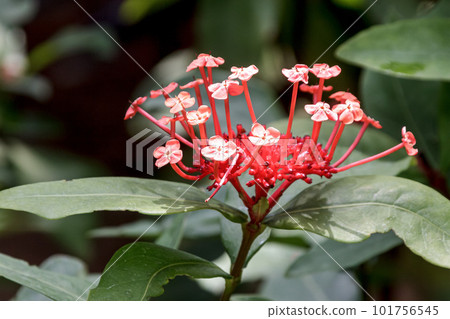 有許多橙紅色花朵的桑坦卡 [茜草科] 101756545