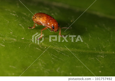 生物:昆蟲:黃色長角牛,長約 5 毫米。可愛的臉龐和令人印象深刻的大黑眼睛 生物:昆蟲:黃色長角牛,長約 5 毫米。可愛的臉龐和令人印象深刻的大黑眼睛 101757492