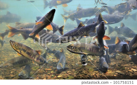 Chitose River Salmon (Chitose City, Hokkaido) 101758151