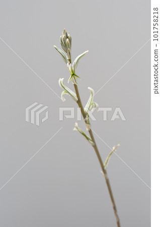 Succulent Haworthia flower on white background 101758218