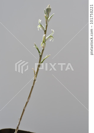 Succulent Haworthia flower on white background 101758221