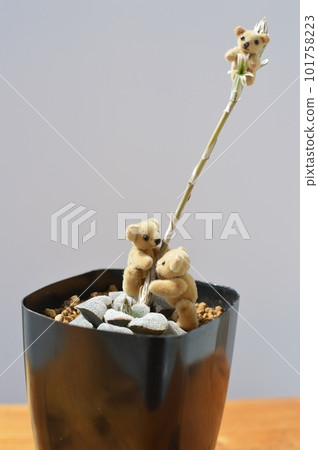 Succulent haworthia flower and teddy bear 101758223