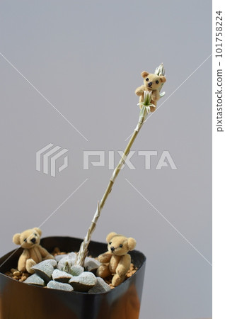 Succulent haworthia flower and teddy bear 101758224