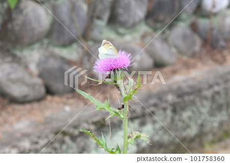 A single flower and a fairy 101758360
