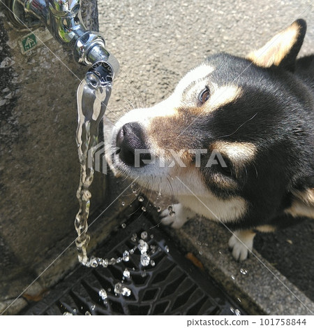 Shiba Inu tries to drink water from the faucet under the scorching sun Shiba Inu tries to drink water from the faucet under the scorching sun 101758844