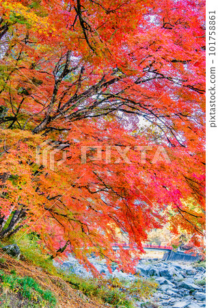 染上紅葉的愛知香嵐景～五色紅葉～ 101758861
