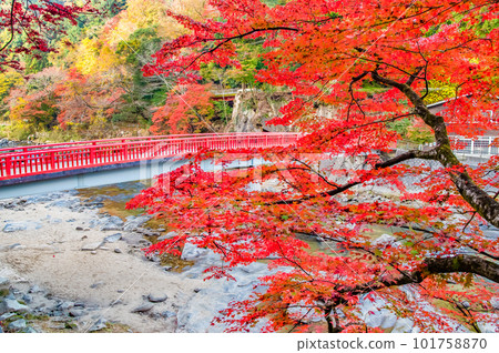 Aichi Korankei dyed in autumn colors ~Maitsukikyo~ Aichi Korankei dyed in autumn colors ~Maitsukikyo~ 101758870