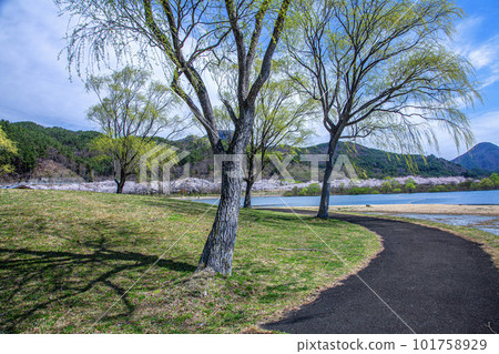 Shichikashuku Park in spring 101758929