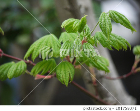 New leaves of Itai yaded maple New leaves of Itai yaded maple 101759371