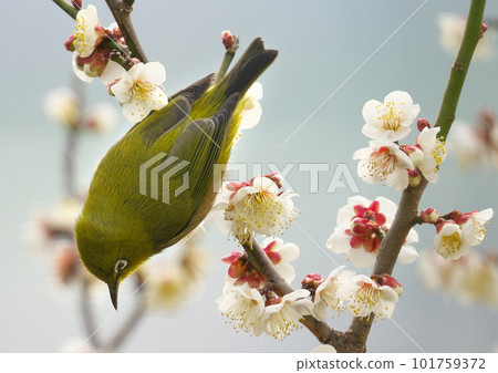 Japanese white-eye lured by the scent of plums to suck the nectar Japanese white-eye lured by the scent of plums to suck the nectar 101759372
