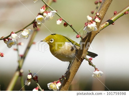 Japanese white-eye lured by the scent of plums to suck the nectar Japanese white-eye lured by the scent of plums to suck the nectar 101759398