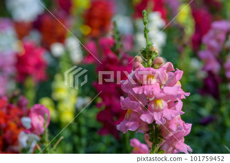 Antirrhinum majus dragon flower also known as Snap Dragons and Tagetes patula is blooming in the garden 101759452