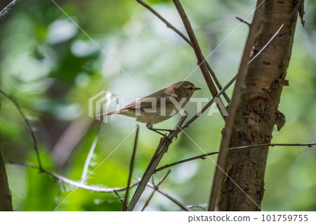 Common chiffchaff, lat. phylloscopus collybita, sitting on branch of bush in spring and looking for food 101759755