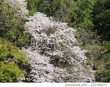 櫻花盛開的里山風景 101760271