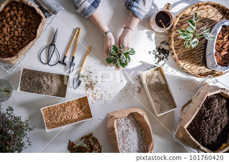 Female gardener hands holding small pot with variegated monstera garden equipment on table closeup Female gardener hands holding small pot with variegated monstera garden equipment on table closeup 101760420