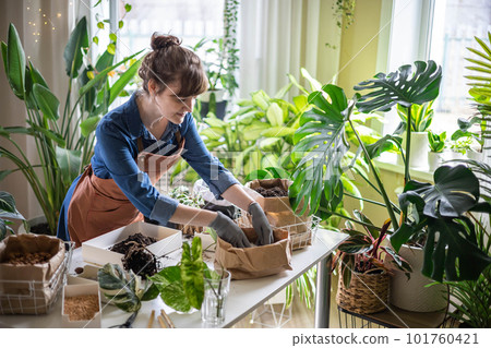 Woman transplant variegated monstera at home garden use drainage granule soil ground on table Woman transplant variegated monstera at home garden use drainage granule soil ground on table 101760421