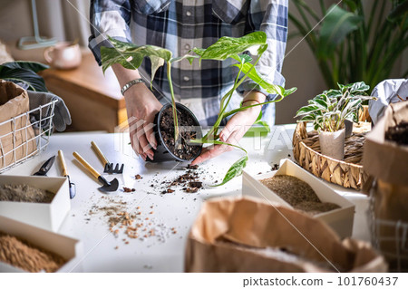 Woman gardener hands transplant variegated monstera scattered soil ground garden tools table closeup 101760437