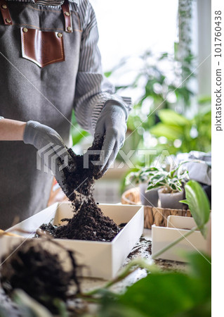 Female gardener hands mixing priming ground soil variegated monstera transplant top view closeup 101760438