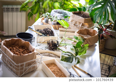 Female gardener hands mixing priming ground soil variegated monstera transplant top view closeup 101760439