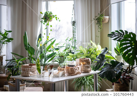 Houseplant domestic jungle garden organization fresh natural plant pots variegated monstera at room 101760443