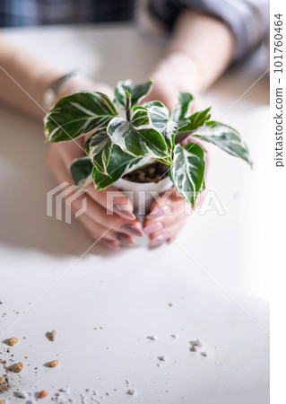 Female gardener hands holding small potted plant variegated monstera succulent leaves table closeup 101760464