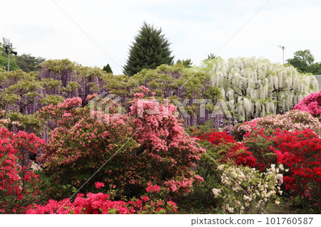 足利花卉公園(栃木縣足利市) 足利花卉公園(栃木縣足利市) 101760587