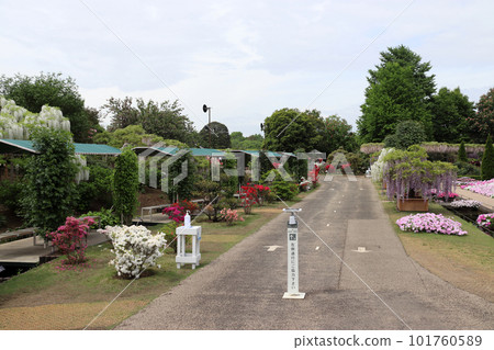 足利花卉公園（栃木縣足利市） 101760589