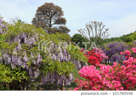 足利花卉公園（栃木縣足利市） 101760598
