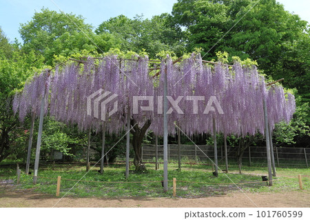 At Ashikaga Flower Park (Ashikaga City, Tochigi Prefecture) 101760599