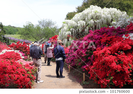 足利花卉公園（栃木縣足利市） 101760600