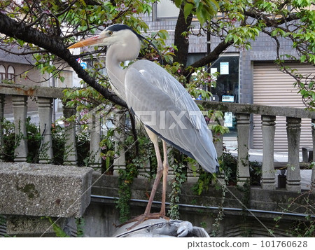 bird standing by the river bird standing by the river 101760628