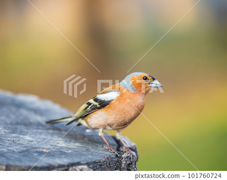 Common chaffinch, Fringilla coelebs, sits on a tree. Common chaffinch in wildlife. Common chaffinch, Fringilla coelebs, sits on a tree. Common chaffinch in wildlife. 101760724