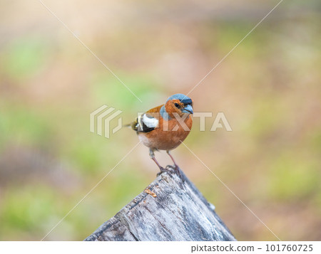 Common chaffinch, Fringilla coelebs, sits on a tree. Common chaffinch in wildlife. Common chaffinch, Fringilla coelebs, sits on a tree. Common chaffinch in wildlife. 101760725