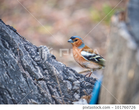 Common chaffinch, Fringilla coelebs, sits on a tree. Common chaffinch in wildlife. Common chaffinch, Fringilla coelebs, sits on a tree. Common chaffinch in wildlife. 101760726