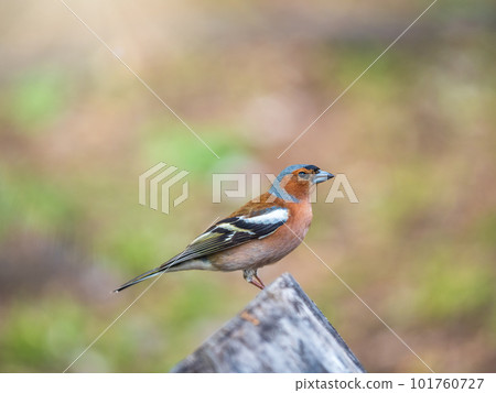 Common chaffinch, Fringilla coelebs, sits on a tree. Common chaffinch in wildlife. Common chaffinch, Fringilla coelebs, sits on a tree. Common chaffinch in wildlife. 101760727