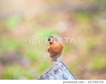 Common chaffinch, Fringilla coelebs, sits on a tree. Common chaffinch in wildlife. Common chaffinch, Fringilla coelebs, sits on a tree. Common chaffinch in wildlife. 101760728