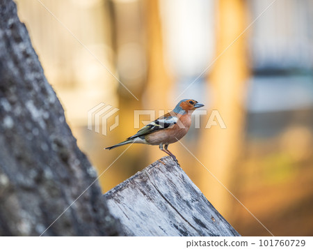 Common chaffinch, Fringilla coelebs, sits on a tree. Common chaffinch in wildlife. Common chaffinch, Fringilla coelebs, sits on a tree. Common chaffinch in wildlife. 101760729