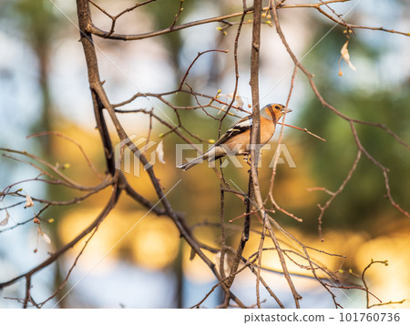 Common chaffinch, Fringilla coelebs, sits on a tree. Common chaffinch in wildlife. 101760736
