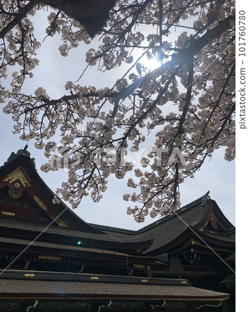 寺廟和櫻花 寺廟和櫻花 101760780